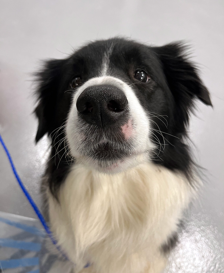 A black and white Border Collie dog sits on the hospital floor and looks up at the camera.