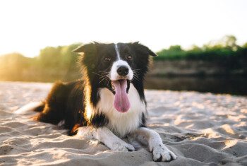 A black and white Border Collie dog lays in the sand with the sun shining in the background.