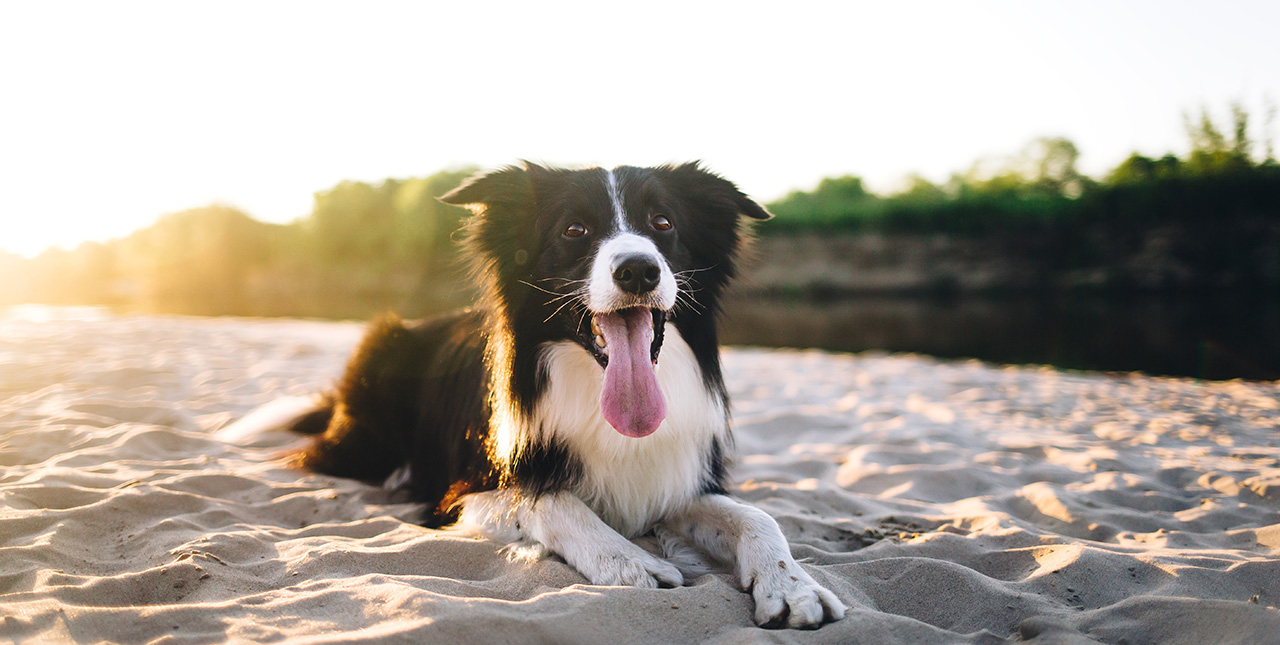 A black and white Border Collie dog lays in the sand with the sun shining in the background.