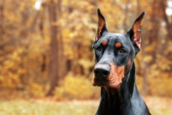 A doberman dog standing in an autumnal forest clearing sits and looks off into the distance.