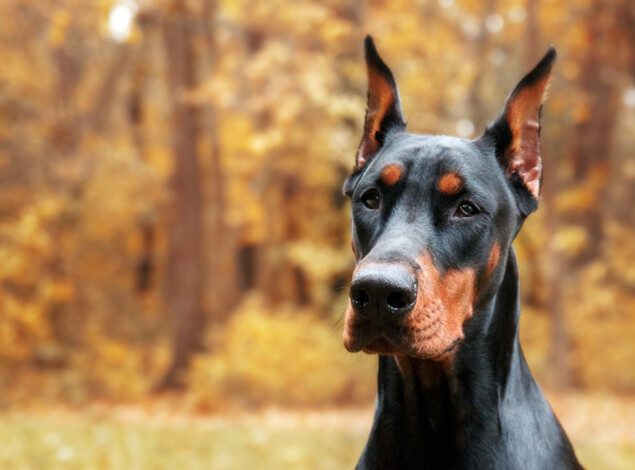 A doberman dog standing in an autumnal forest clearing sits and looks off into the distance.