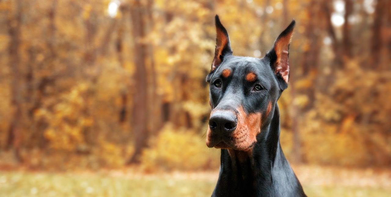 A doberman dog standing in an autumnal forest clearing sits and looks off into the distance.