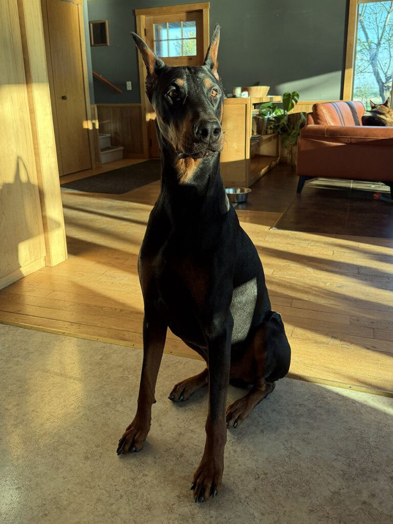 A doberman dog sits happily in a home with sunlight streaming through the windows.