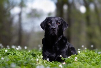 A black labrador retriever lays among clover in front of a clearing of tress and looks into the distance.