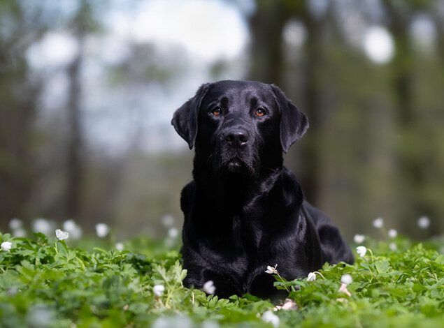 A black labrador retriever lays among clover in front of a clearing of tress and looks into the distance.