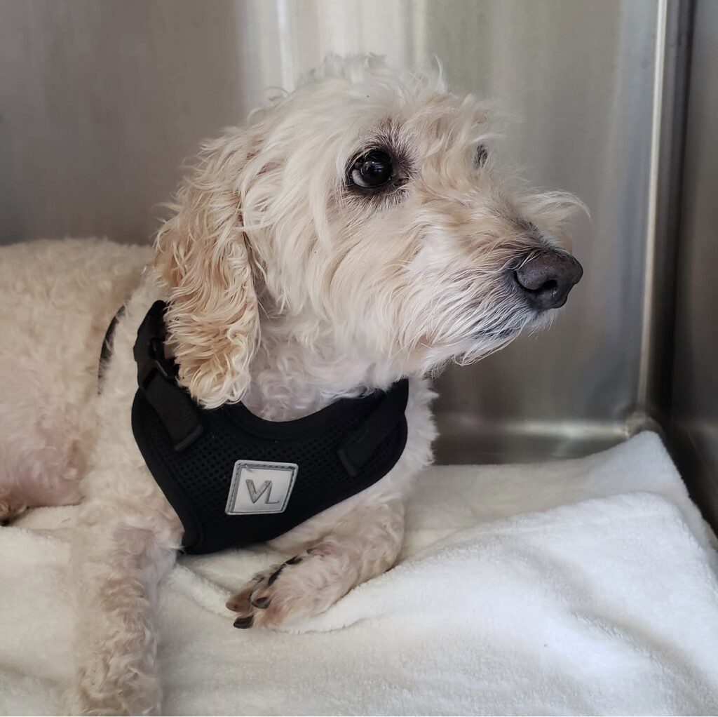 Toby, a poodle mix, relaxes on a white towel in front of a stainless steel fridge.