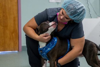 A BluePearl associate kneels down and embraces a black and white bully mix. The associate is wearing grey scrubs and a blue bouffant.