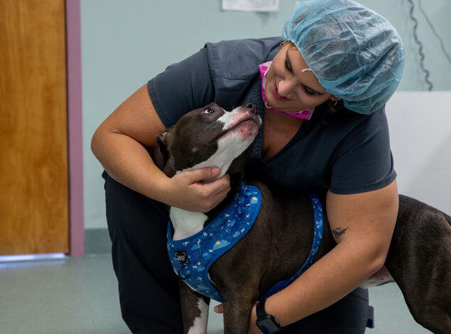 A BluePearl associate kneels down and embraces a black and white bully mix. The associate is wearing grey scrubs and a blue bouffant.