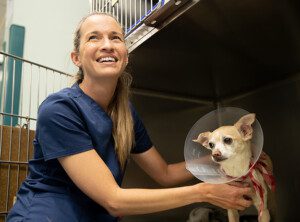 BluePearl associate in navy scrubs kneels down next to a chihuahua mix. The dog has a cone on after surgery.