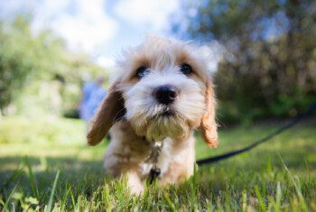 A poodle mix walking towards the camera in a wide open field.
