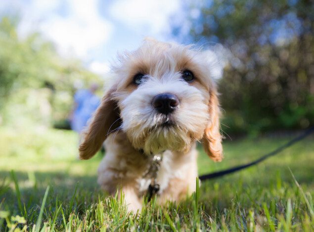 A poodle mix walking towards the camera in a wide open field.
