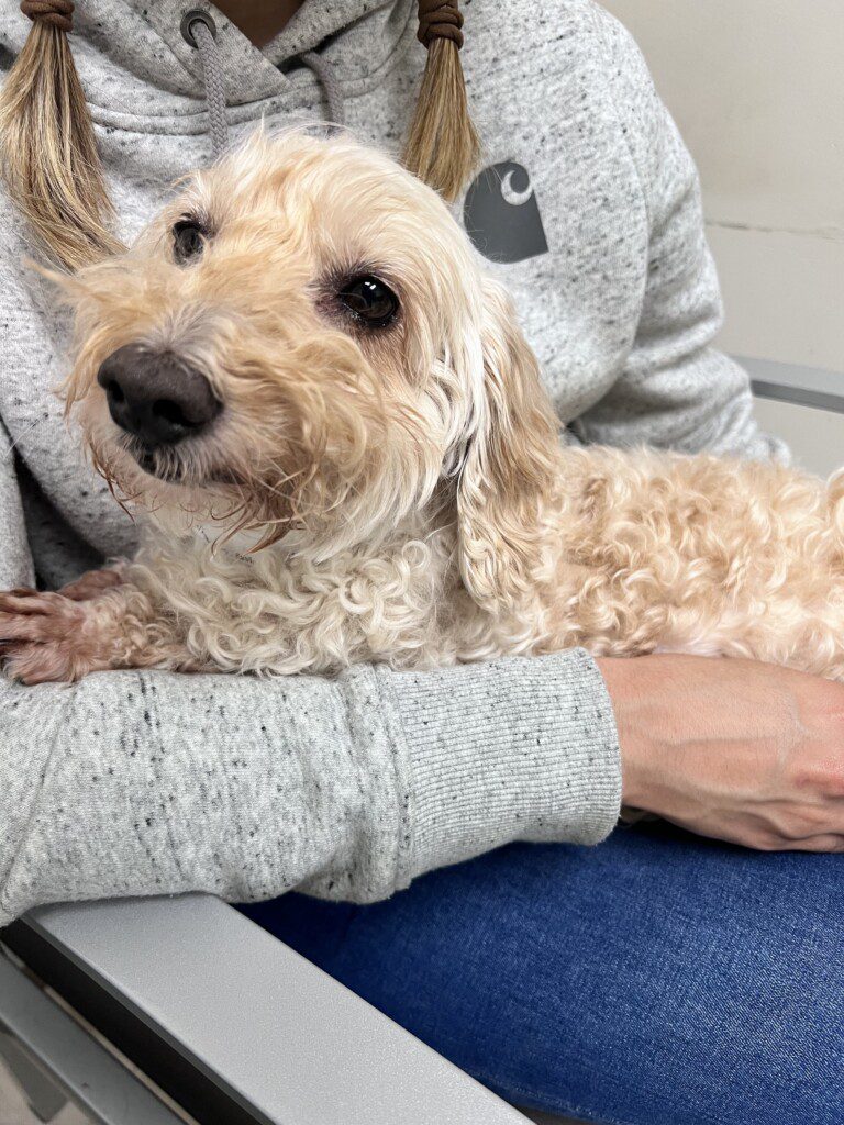 Toby, a poodle mix, relaxes in the lap of his owner, Stacy.