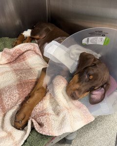 Goose napping at home while recovering from surgery. He is wearing a cone and is snuggled up to a pink gingham blanket.